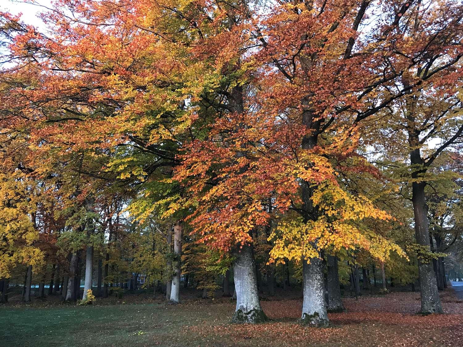 Best Western Valhall Park Hotell Ängelholm Eksteriør bilde